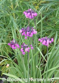 Allium cernuum 